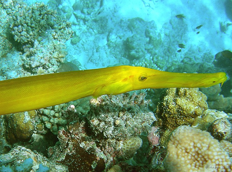 31- Poisson-trompette peu farouche - Passe de Kouare.JPG